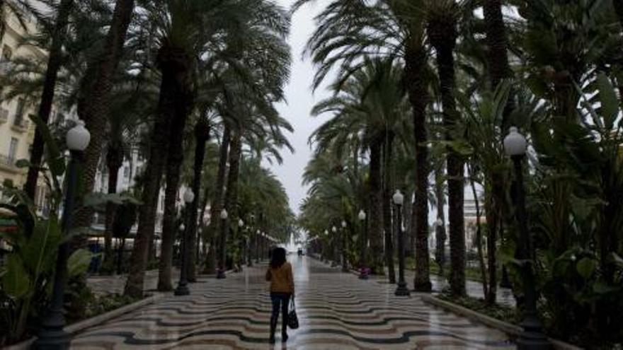 Las palmeras de la Explanada serán de las primeras en recibir el tratamieto contra el picudo rojo a través del agua de riego.