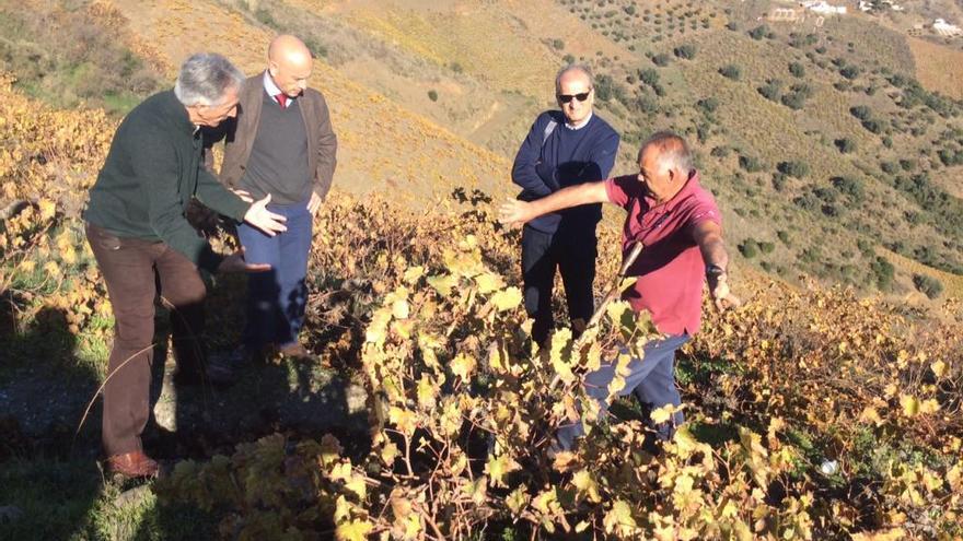 La visita a la Axarquía de la Junta con expertos de la FAO.