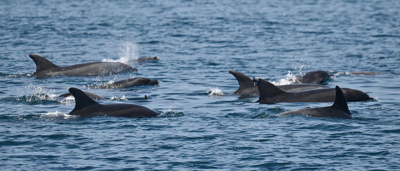 Algunos de los mamíferos marinos que tanta expectación despiertan y que son estudiados con fines científicos por el BDRI, tanto dentro como fuera de la ría de Arousa. | // BDRI