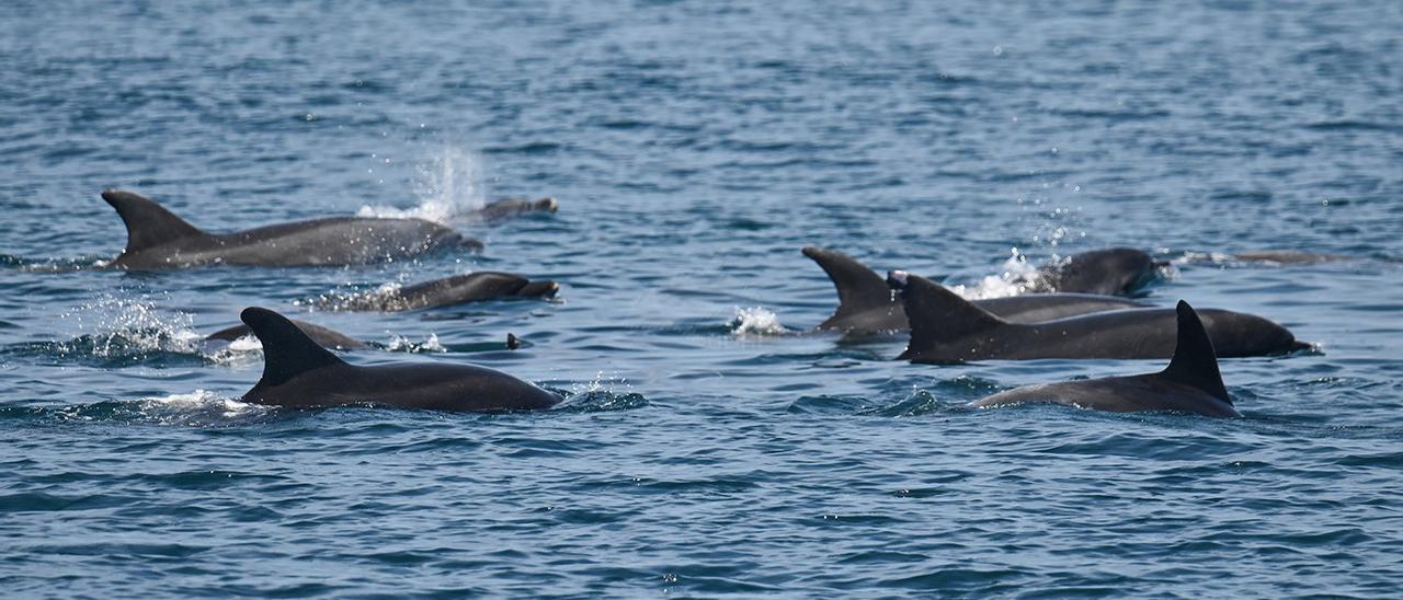 Algunos de los mamíferos marinos que tanta expectación despiertan y que son estudiados con fines científicos por el BDRI, tanto dentro como fuera de la ría de Arousa. |   //  BDRI