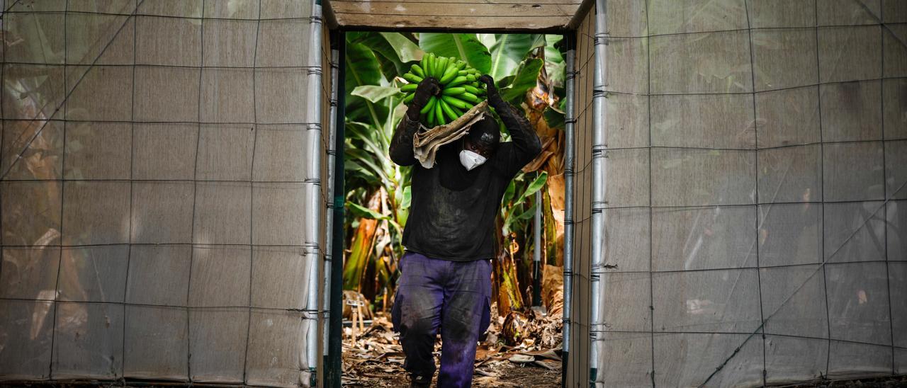 Un agricultor lleno de ceniza recoge una piña de plátanos, antes de que la lava del volcán de Cumbre Vieja llegue a las plantaciones, en Tazacorte