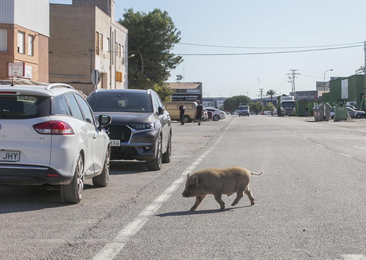 Cerdos vietnamitas en el entorno del Cementerio de Alicante