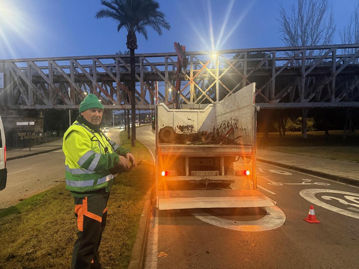 El viento parte una palmera en la capital extremeña.