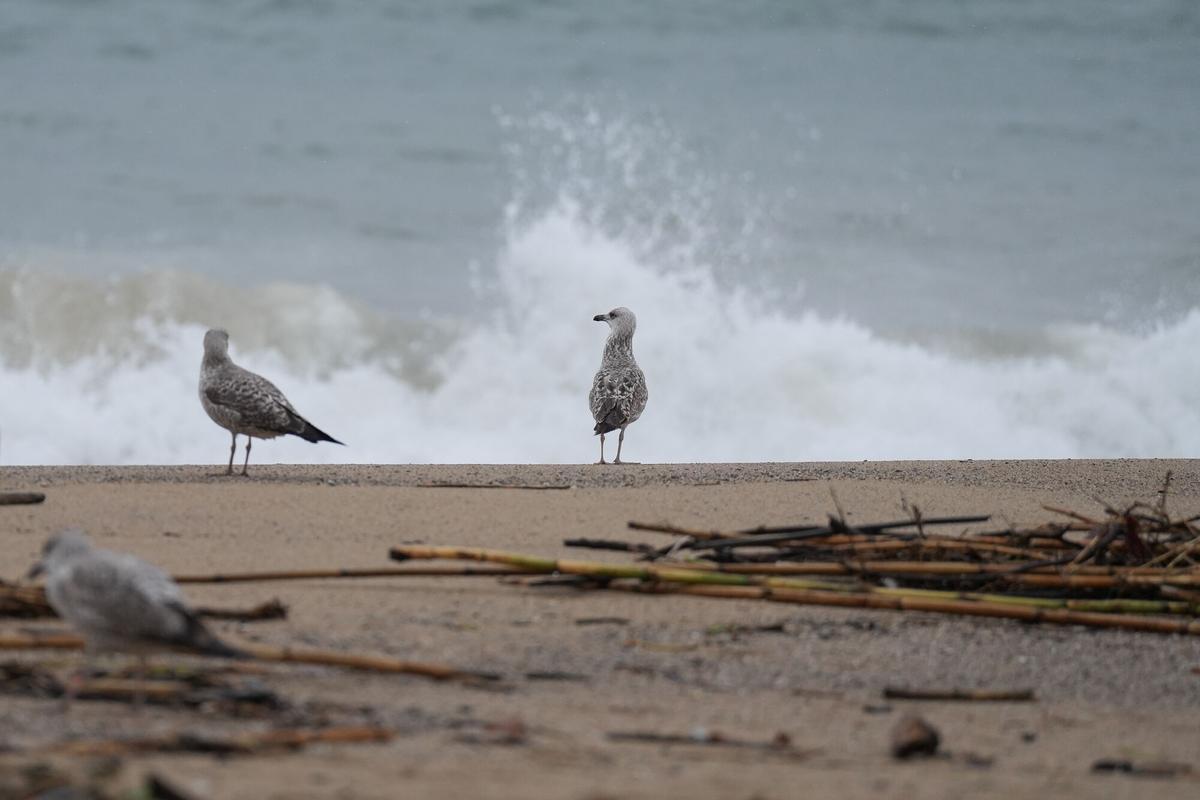 Gaviotas en la playa de la Barceloneta durante el temporal, a 19 de enero de 2026, en Barcelona, Cataluña (España).