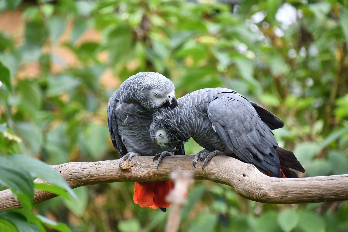 Una pareja de loros grises en su hábitat natural