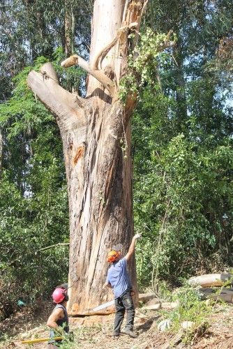 La caída de un gigante