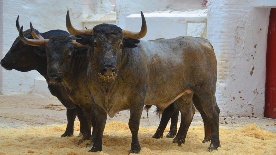 Los toros de la Corrida Concurso de ganaderías en València