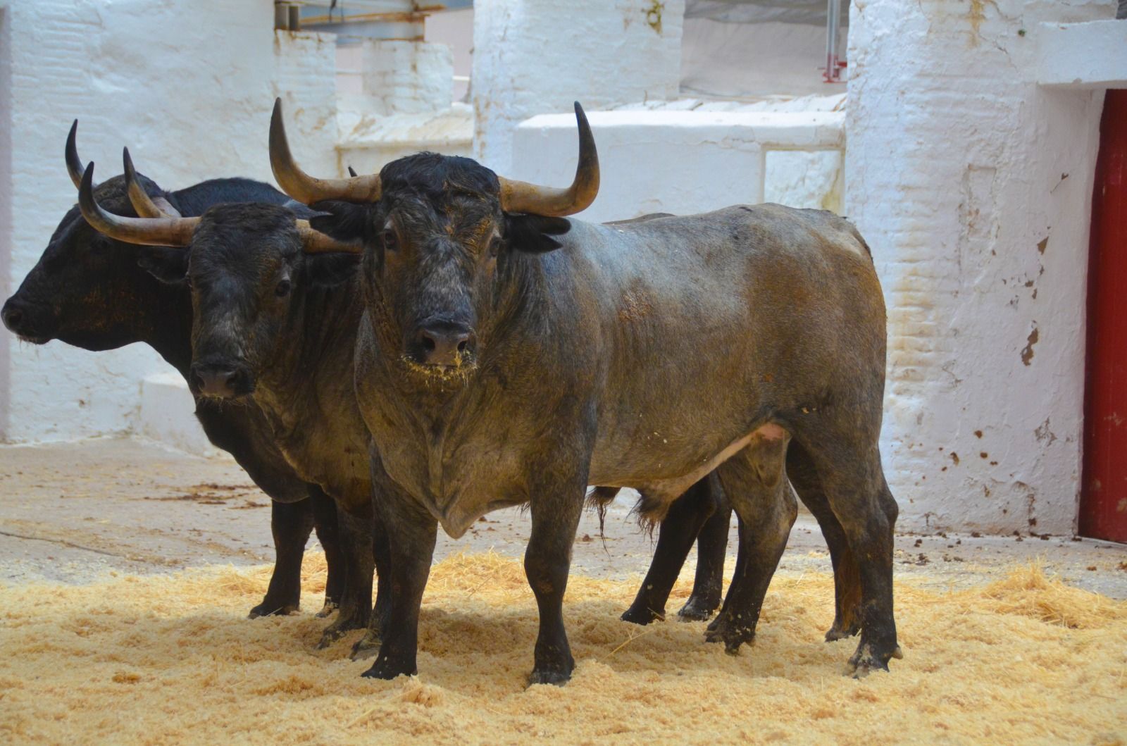 Los toros de la Corrida Concurso de ganaderías en València
