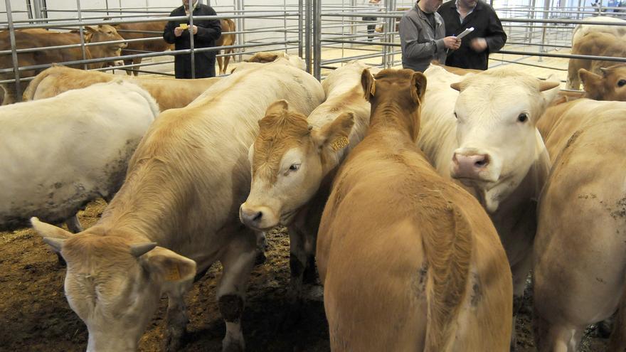 Aumenta la afluencia de ganado y los precios de los terneros siguen al alza