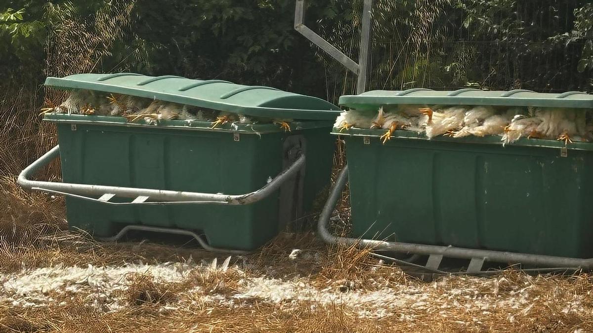 Animales muertos en contenedores a la espera de su recogida.