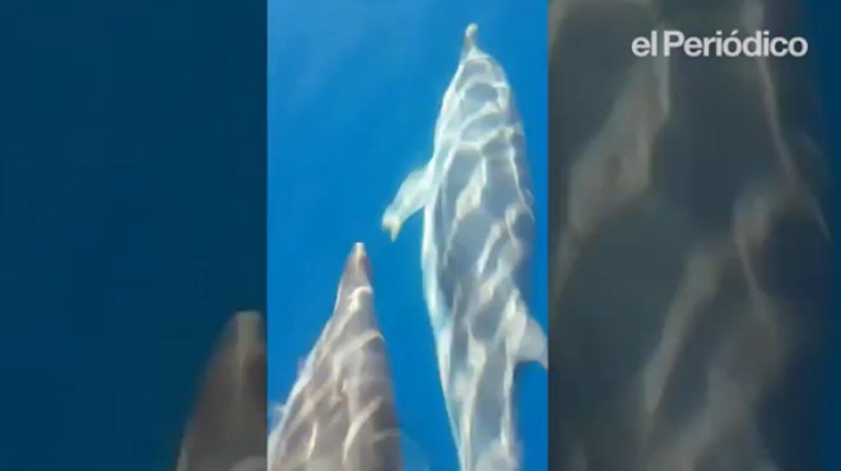Unos pescadores aficionados dan con un grupo de delfines juguetones a cinco millas del hotel W de la Barceloneta.