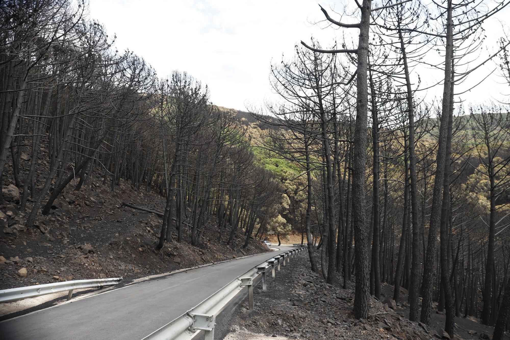 El Paraje de las Peñas Blancas en Estepona arrasado por el fuego