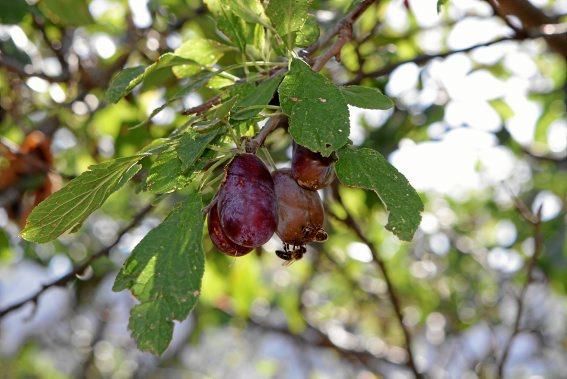 Pflaumenbäume sind Klassiker im mallorquinischen Obstgarten. Auf der Ökofinca Ariant bei Pollença wachsen besonders feine Sorten – jetzt sind die Früchte reif.