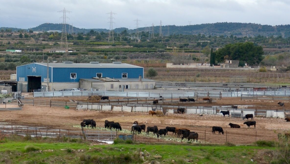 La ganadería de Fernando Machancoses resiste al coronavirus pese a no tener ingresos