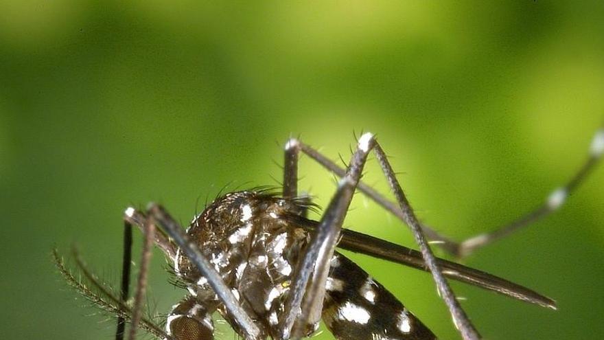 Menys casos de Zika i chikungunya a les comarques gironines el 2017