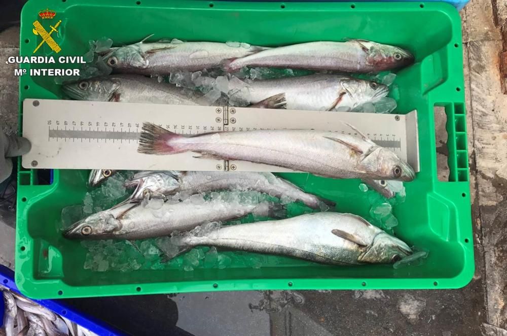 La Guardia Civil decomisa en Alicante pescado caducado que se vendía como fresco