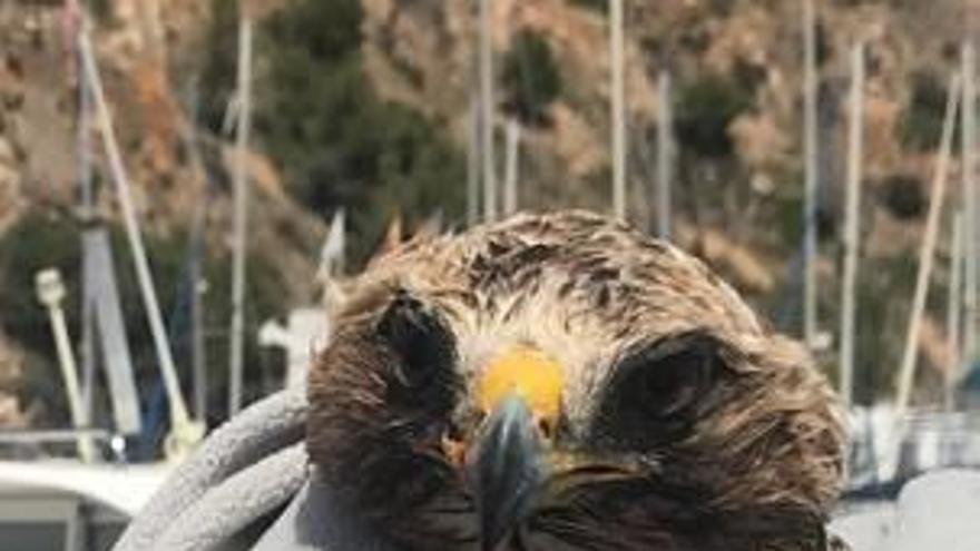 Dos vecinos de Xàbia salvan a un águila calzada del ataque de unas gaviotas