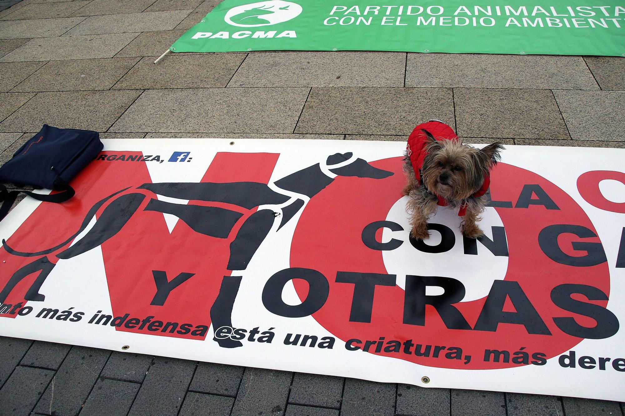 León y Valladolid se movilizan para reclamar una legislación que proteja a los perros usados en la caza