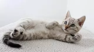 ¿Estás pensando en adoptar un gato? esto es todo lo que tienes que saber antes de hacerlo