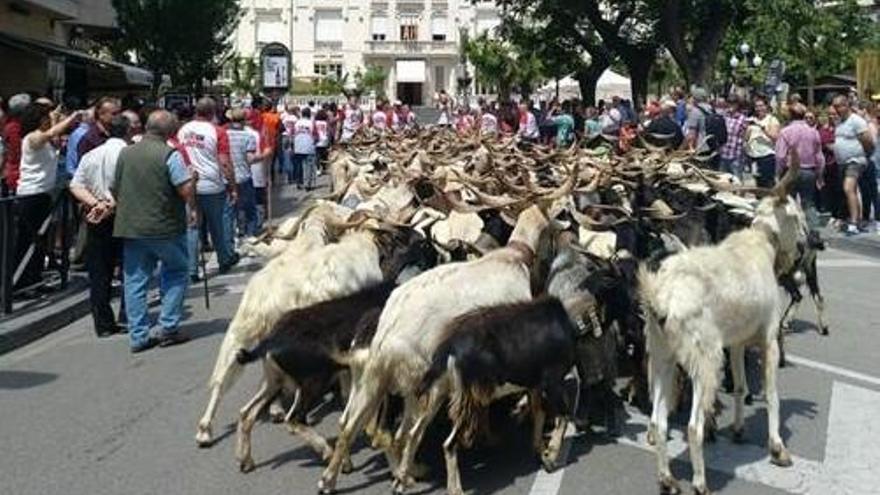 La marcha de 150 chotos por Huesca reivindica la trashumancia