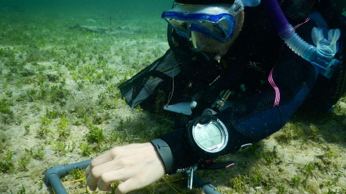 La ‘Halimeda incrassata’ es una alga tropical. | E.P.