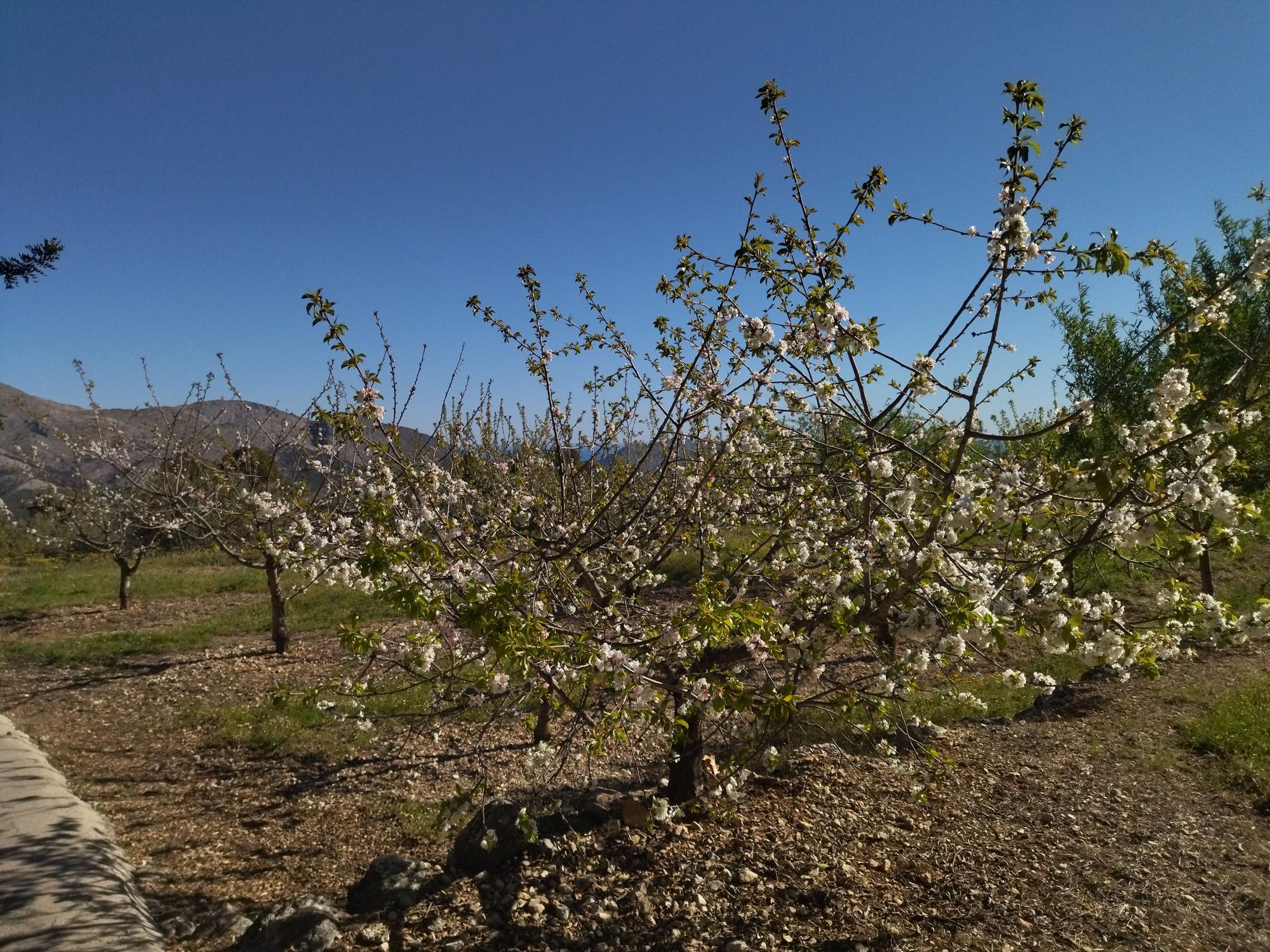 El "Hanami" valenciano: ya florecen los cerezos en la Vall de Laguar