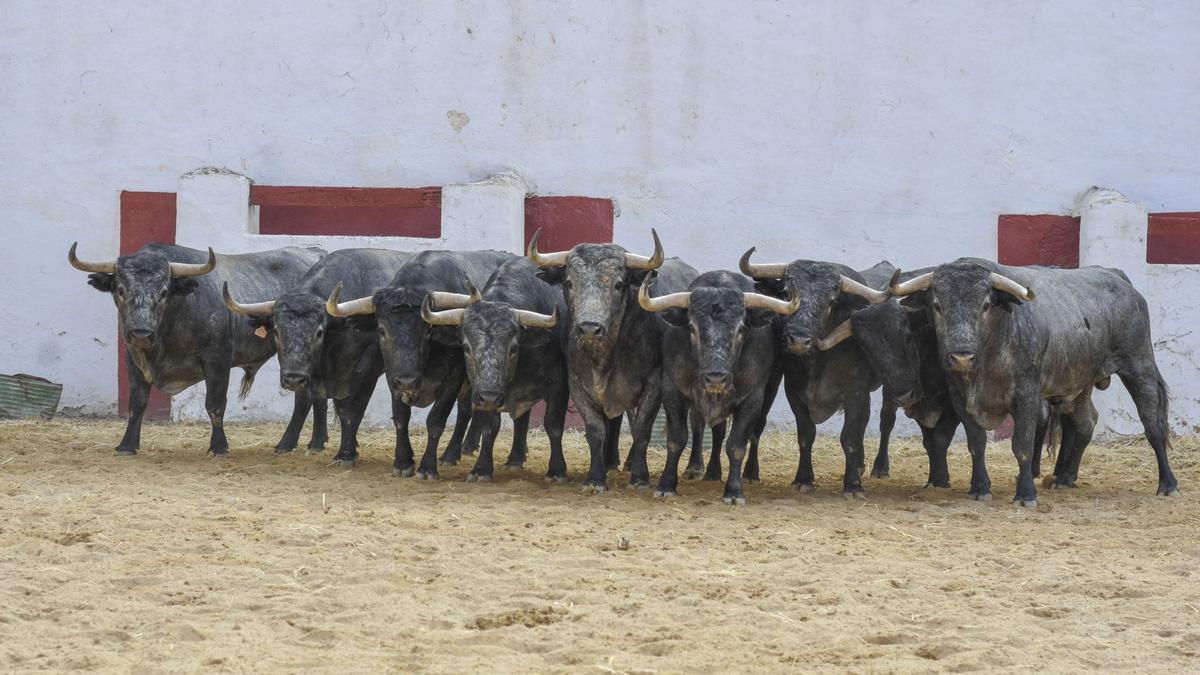 Una corrida válida para cualquier plaza de primera la que se lidiará el jueves en Castellón.