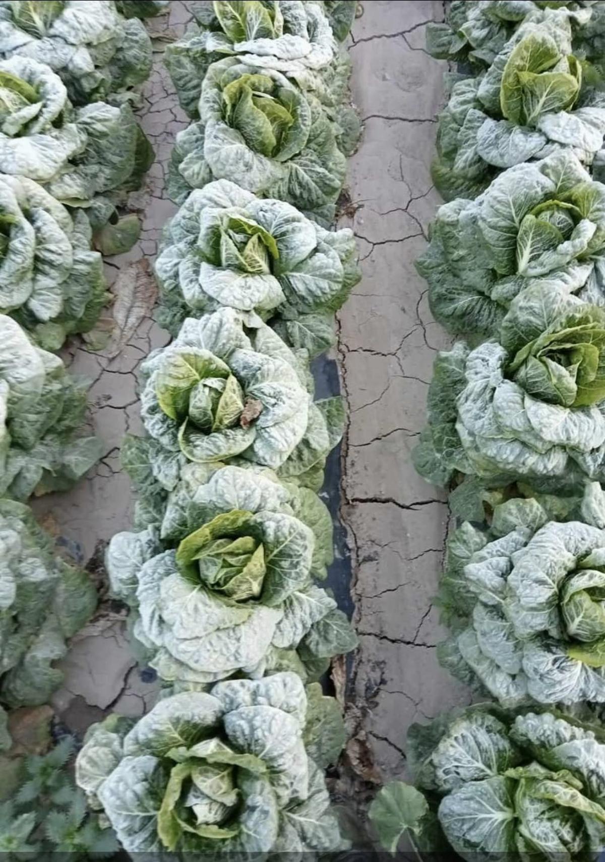 Cultivos de Lorca cubiertos por hielo este miércoles.