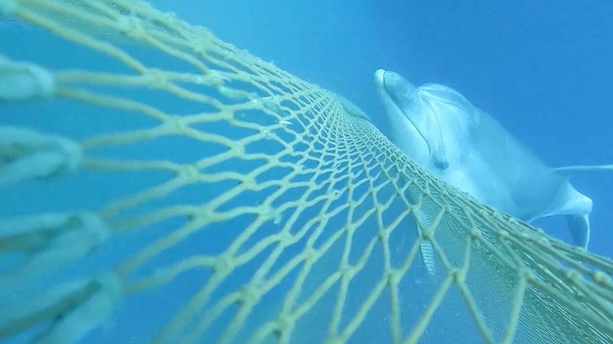BOTELLAS SALVAN DELFINES | Botellas de plástico y vidrio: un sistema sencillo para evitar la pesca accidental de delfines