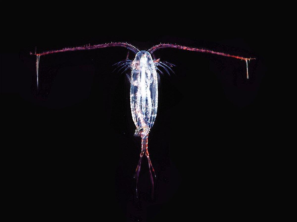 Copépodos (Copepoda)