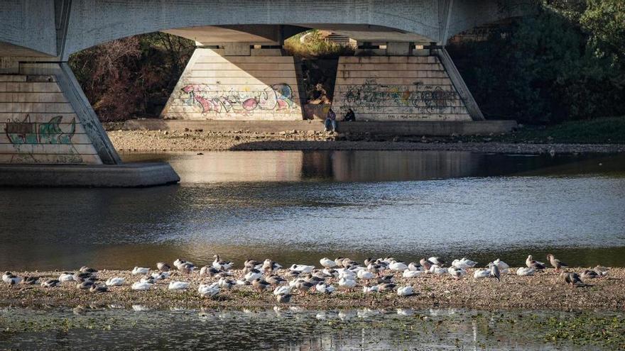 Gripe aviar en Badajoz: el alcalde solicita mantener la distancia con los patos del parque del río