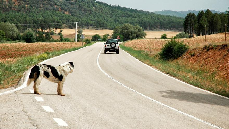 Más de 3.400 perros y gatos fueron atropellados en España en 2022, un 5% más que el año anterior