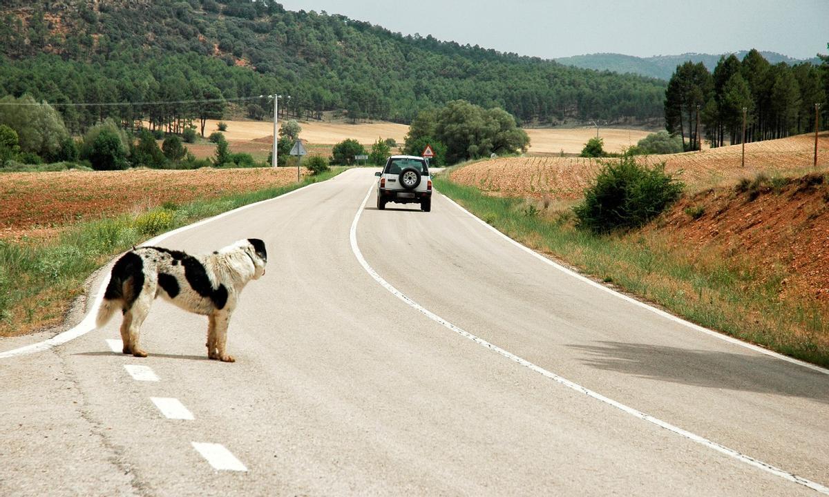 El año pasado fueron abandonados 170.000 perros en España. El año pasado fueron abandonados 170.000 perros en España.