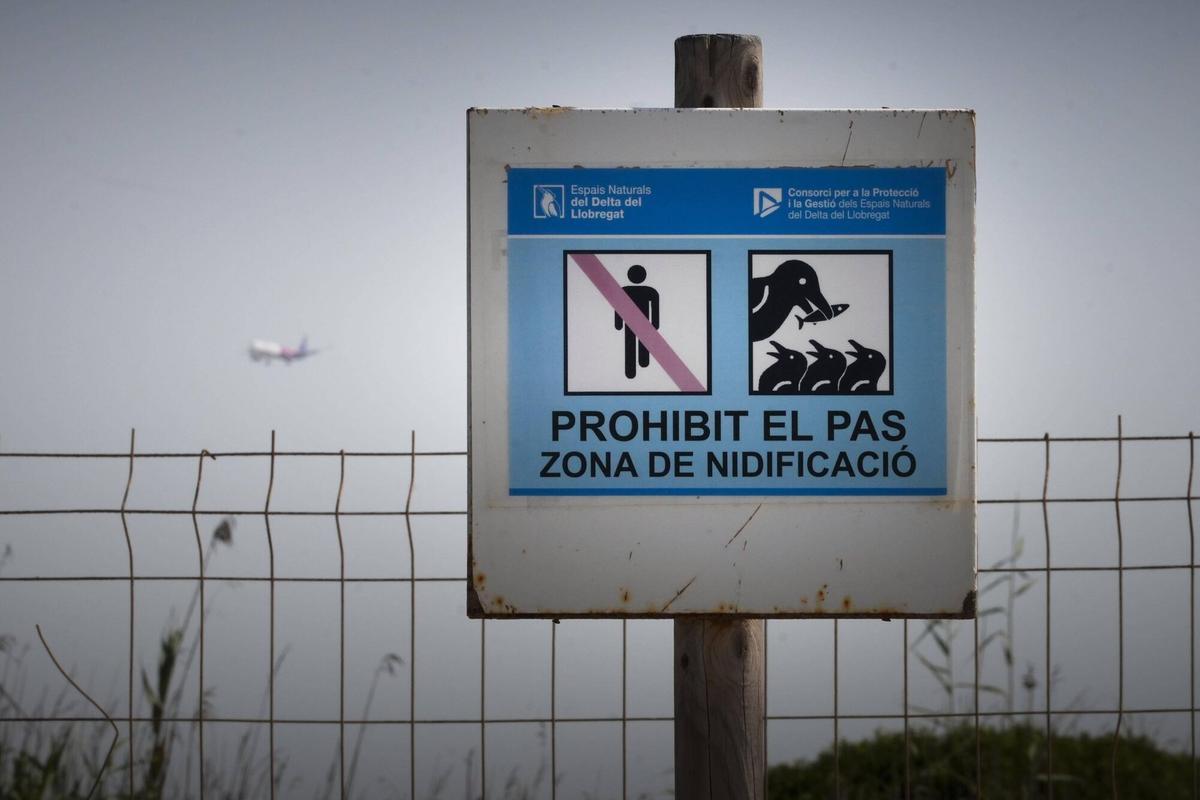 El Prat de Llobregat 10/06/2025 Ampliación del aeropuerto de Barcelona Josep Tarradellas El Prat En la foto, avión sobrevuela la laguna de la Ricarda antes de tomar tierra en la pista 06R/24L , la más cercana al mar, y que se pretende alargar por la Ricarda y por el Remolar afecto a los ecositemas del Parc Natural del Delta del LLobregat Fotografía de Ferran Nadeu