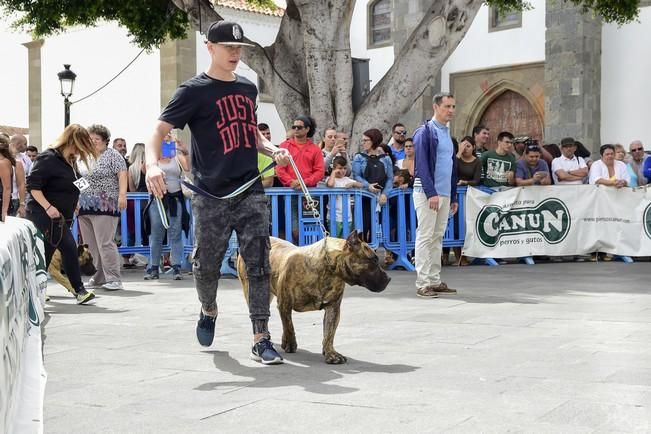 Celebración del I Certamen Nacional de perro ...