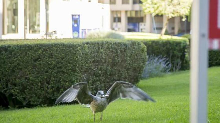 Un ejemplar joven de gaviota de los muchos que hay y que han nacido en los nidos del Ayuntamiento.