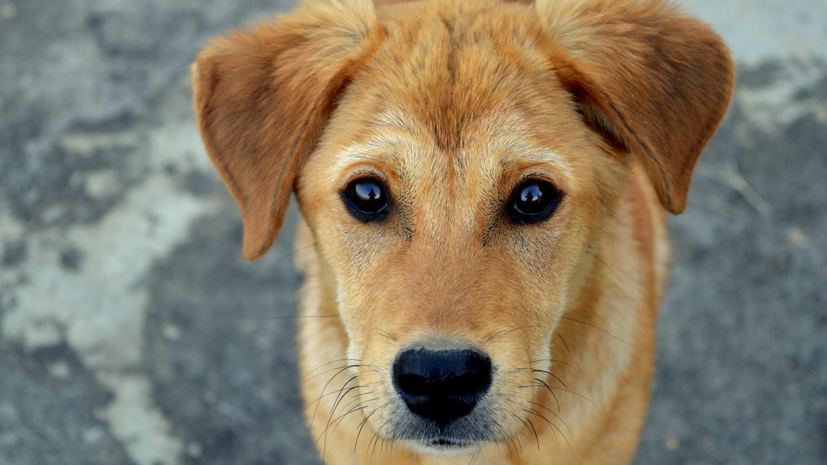 Los perros cuentan con menos receptores en la retina.