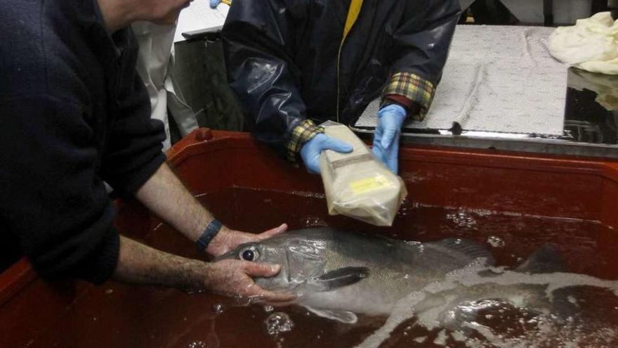 Investigadores gallegos analizan el estado de un pez criado en cautividad.
