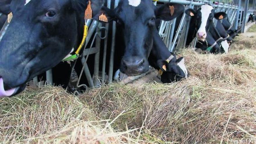 Una explotación de vacas frisonas en Asturias.
