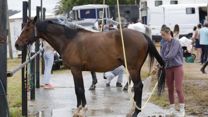 El hípico de Luanco vence al orbayu