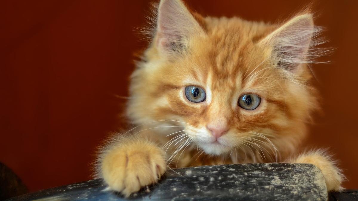 ADRIESTRAR GATOS | La palabra secreta con la que cualquier gato te hará  caso al momento