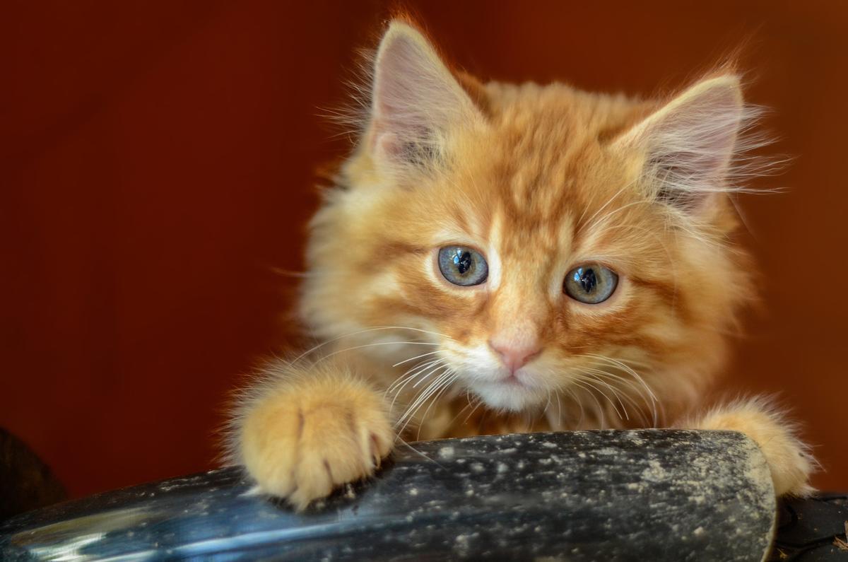 Historia del gato: dónde y cuándo se convirtió en nuestra mascota