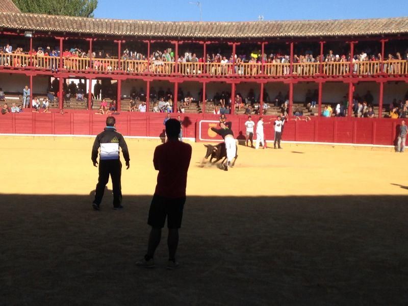 Toro de cajón y encierro urbano en Toro