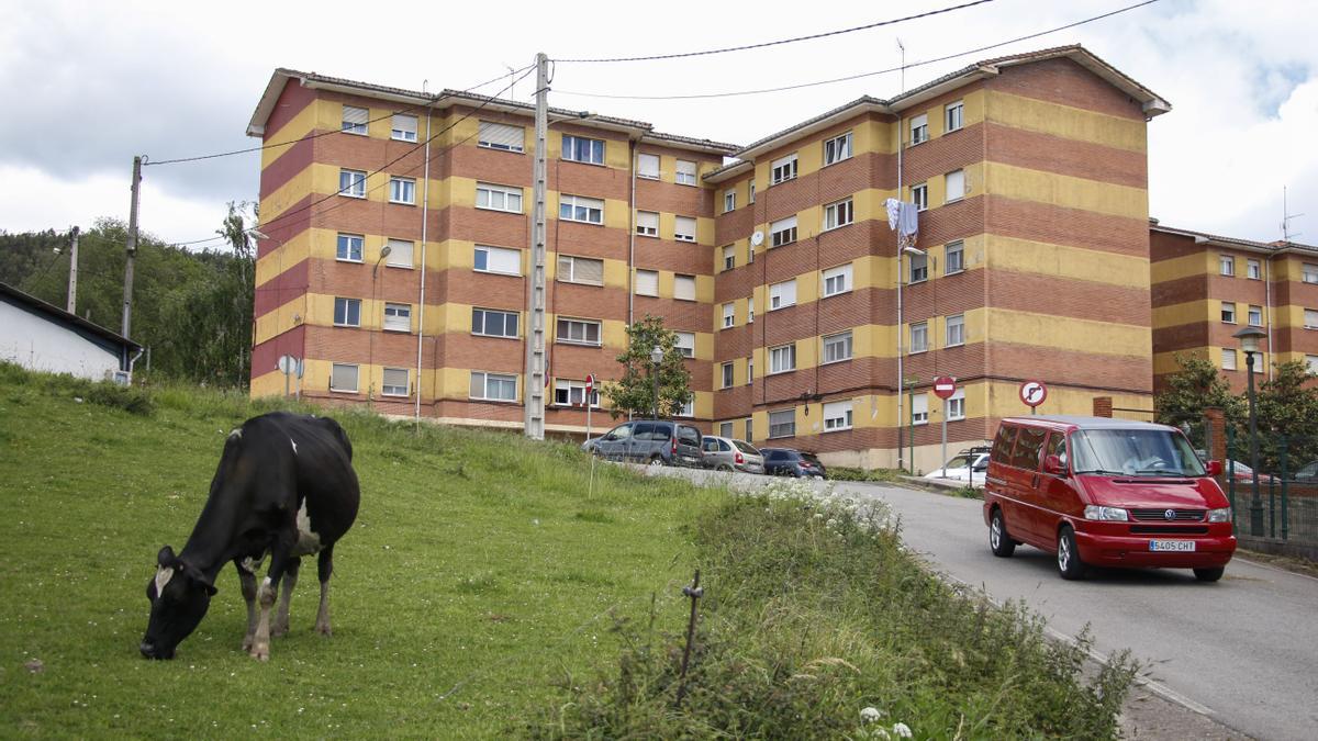 Una vaca pastando en Monteana.