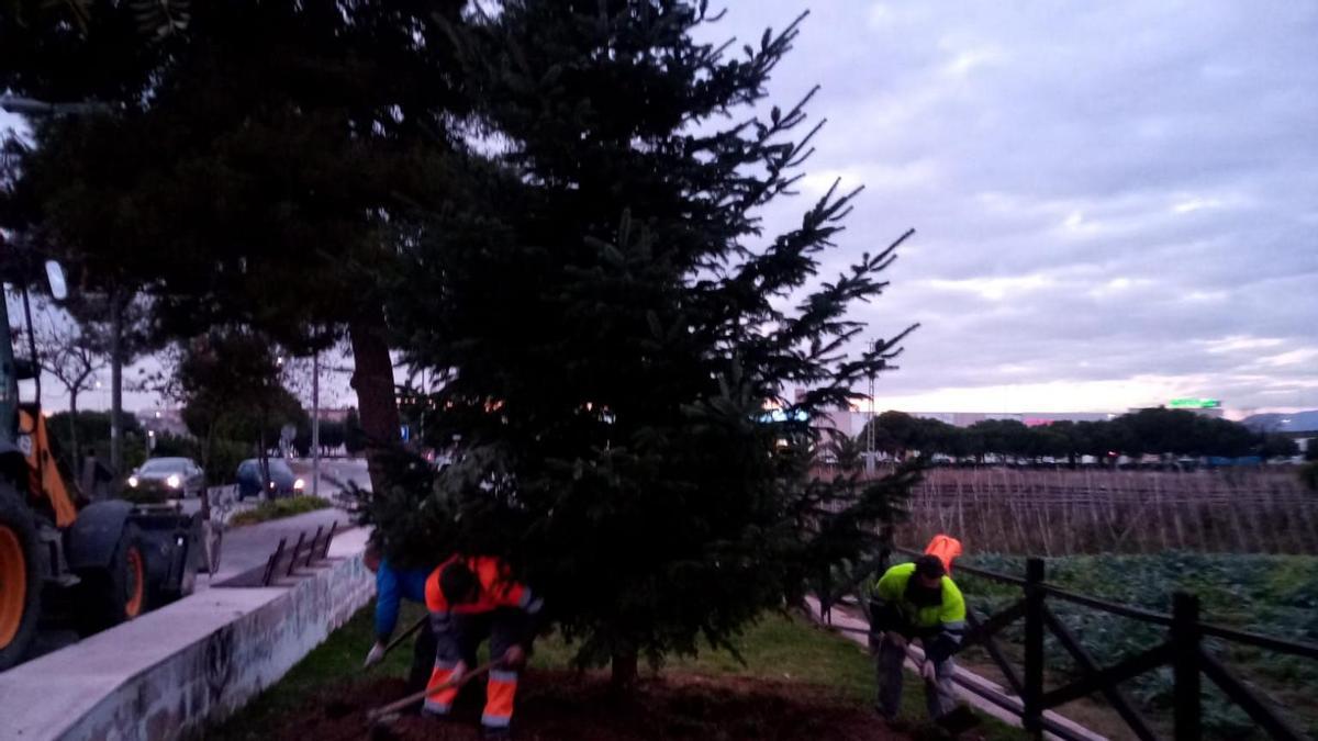 Trabajo de plantación del árbol de Navidad de Massalfassar en el Paseo del Cementerio.