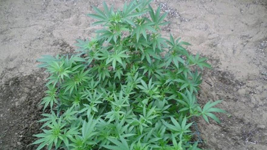 Investigan a tres personas por el cultivo de marihuana en San Bartolomé