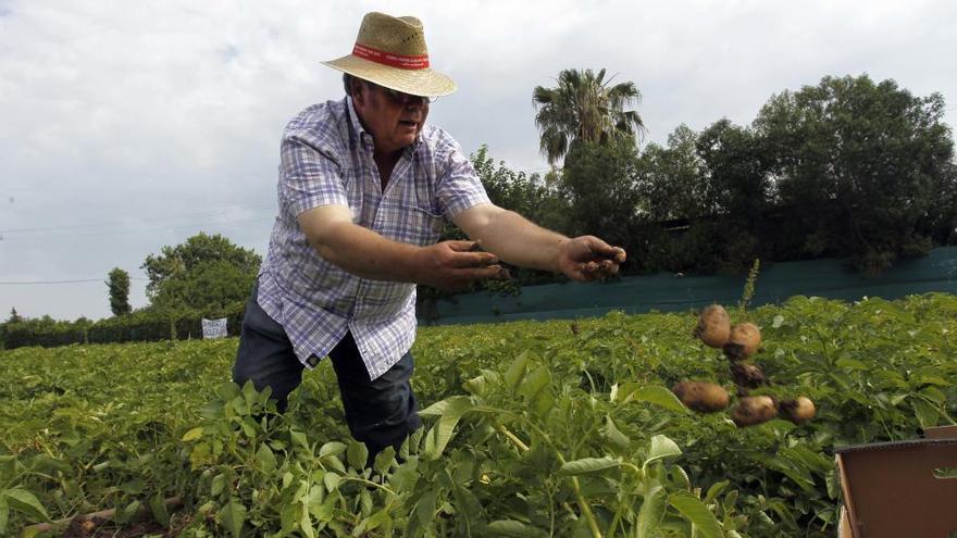 Un agricultor recoge patatas en un campo de Meliana.