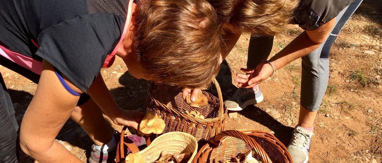 Dos mujeres guardan sus ejemplares en cestas de mimbre en Penyagolosa.