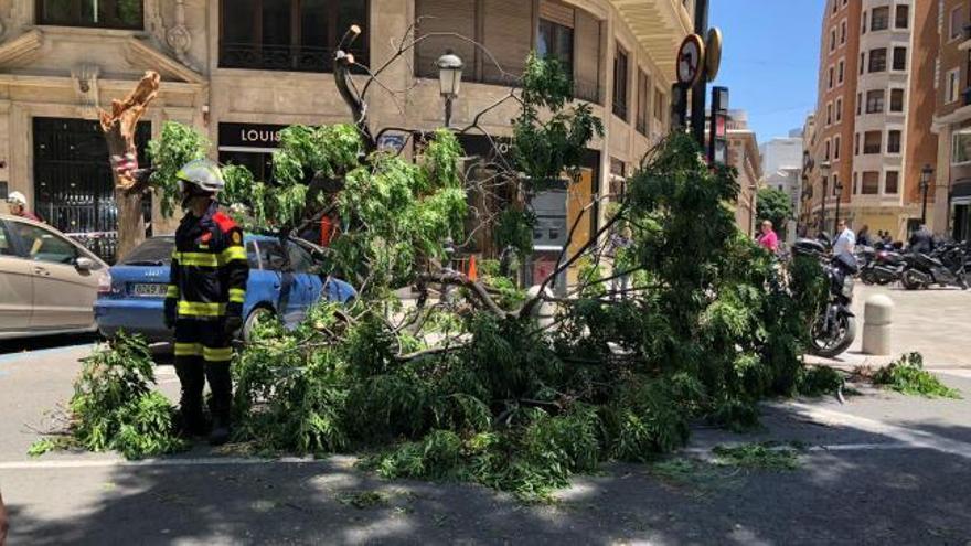 El fuerte viento derriba árboles en el centro de València