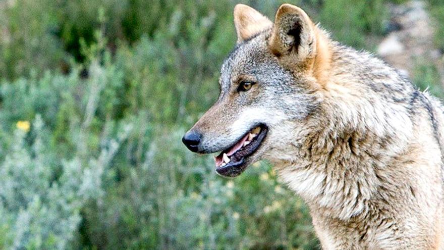 Un lobo ibérico. / EFE